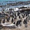Pinguini a Betty's Bay SUD AFRICA 