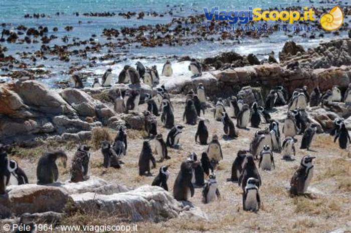 Pinguini a Betty's Bay