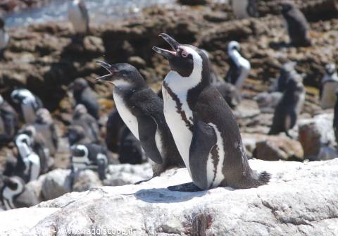 Pinguini a Betty's Bay