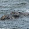 Balena ad Hermanus SUD AFRICA 
