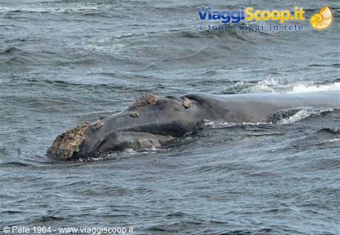 Balena ad Hermanus