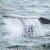 Balena ad Hermanus SUD AFRICA 