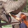 Knysna Elephant Park SUD AFRICA 