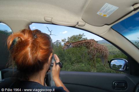 Giraffa