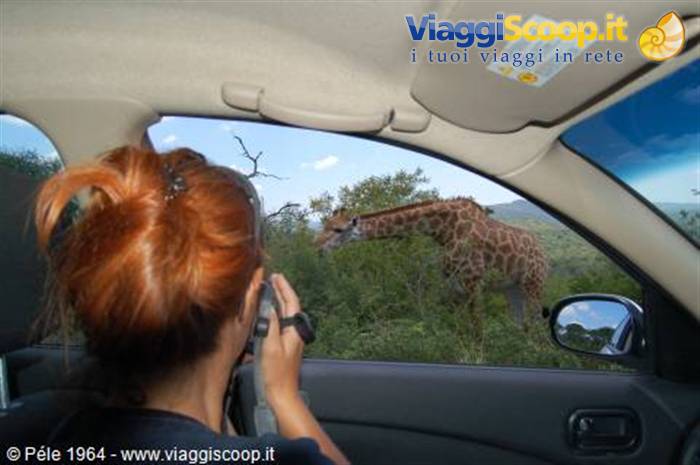 Giraffa