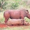 Rinoceronti Bianchi SUD AFRICA 