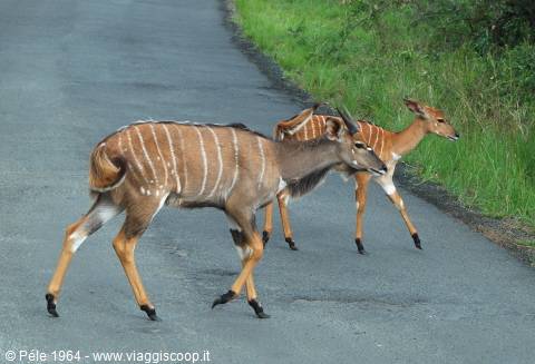 Nyala