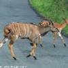 Nyala SUD AFRICA 