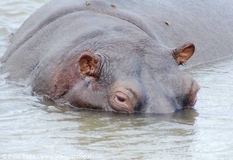 Ippopotamo