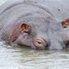 Ippopotamo SUD AFRICA 