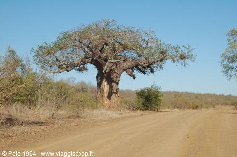 Baobab