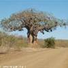 Baobab SUD AFRICA 