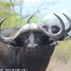 Bufali SUD AFRICA 