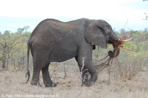 Elefante