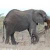 Elefante SUD AFRICA 