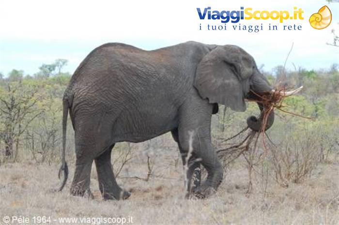 Elefante