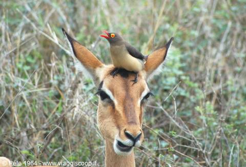 impala e "ospite"