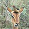 impala e 