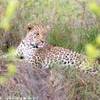 Leopardo SUD AFRICA 