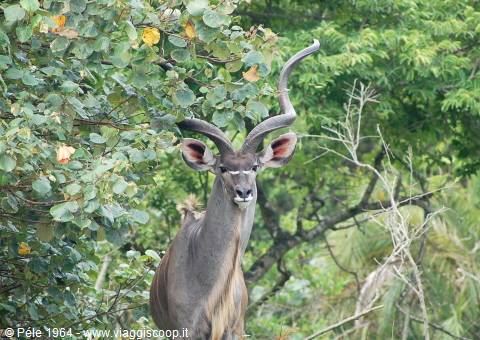 Kudu