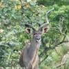 Kudu SUD AFRICA 