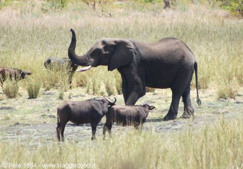 l'elefante gigante