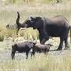 l'elefante gigante SUD AFRICA 