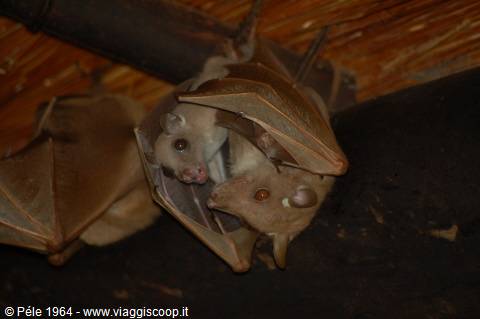 Pipistrelli