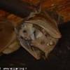 Pipistrelli SUD AFRICA 