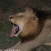 Leone SUD AFRICA 