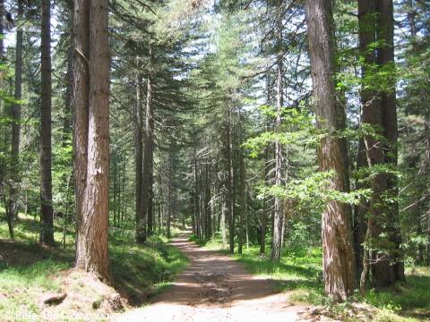 Parco della Sila