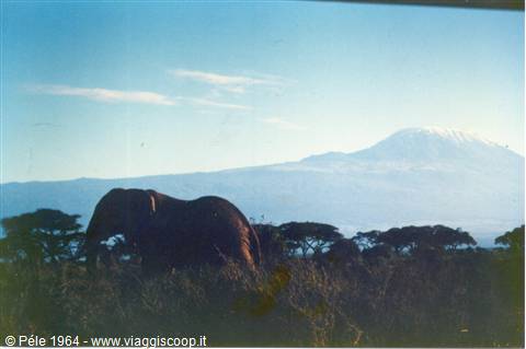 elefante con kilimangiaro