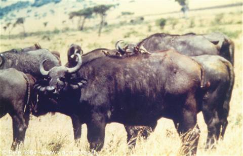 bufali