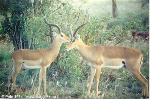 impala