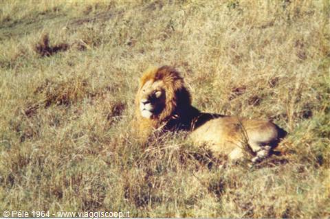 leone