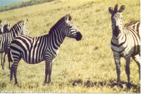 zebre