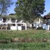 I pony della Camargue..... FRANCIA 