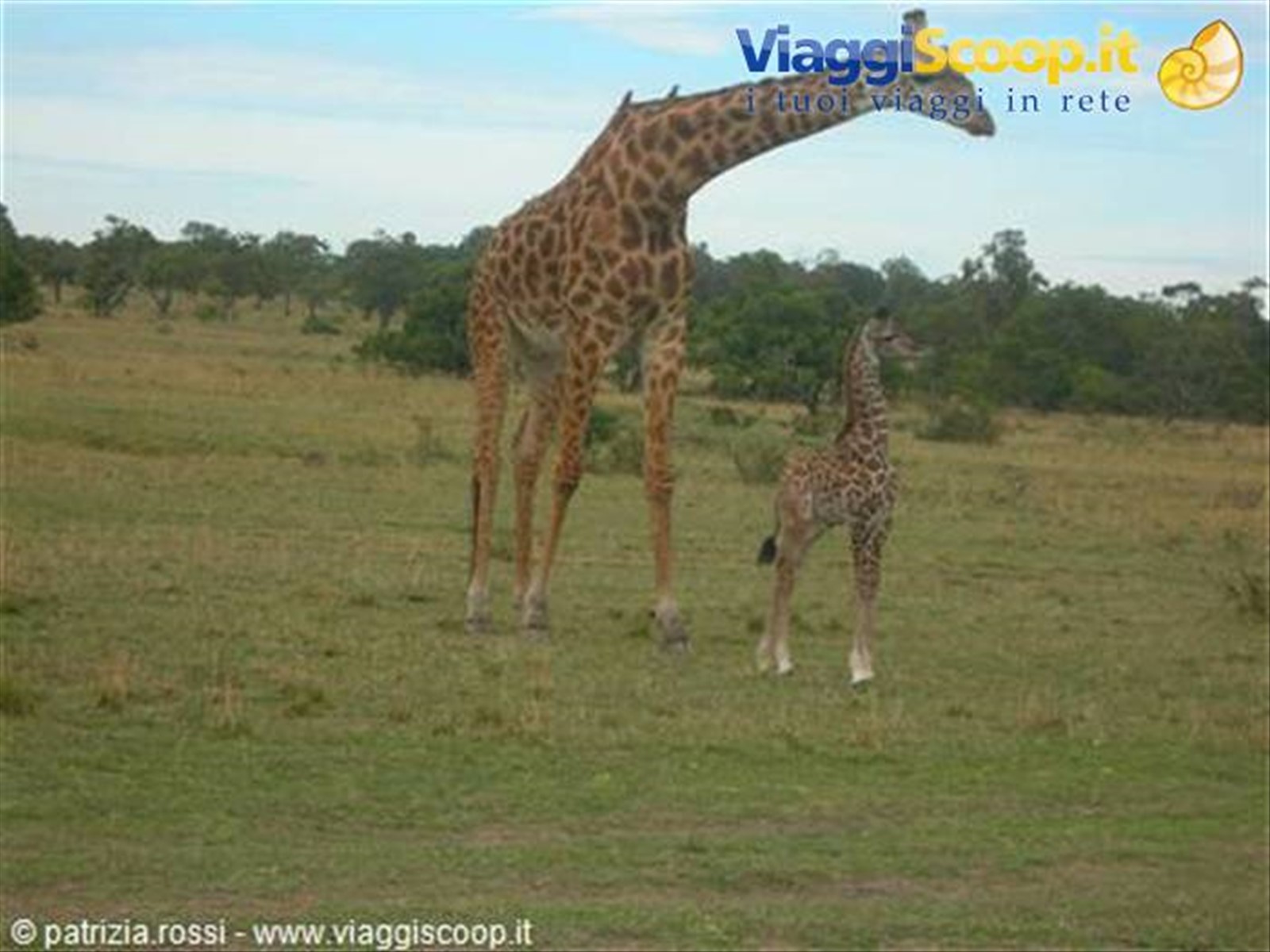 La giraffa appena nata