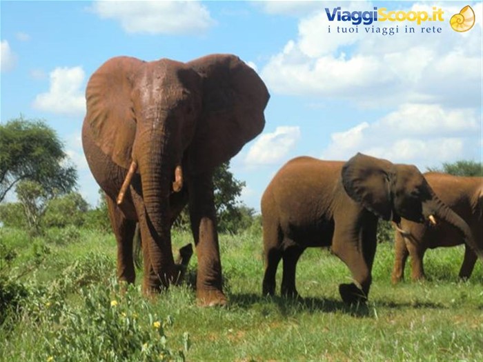 SAFARI ALLO TSAVO EST