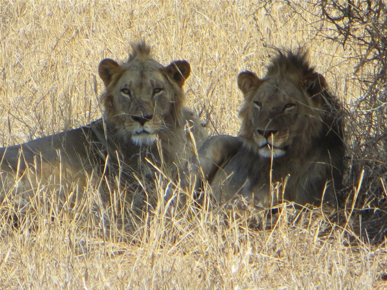 LEONE E LEONESSA