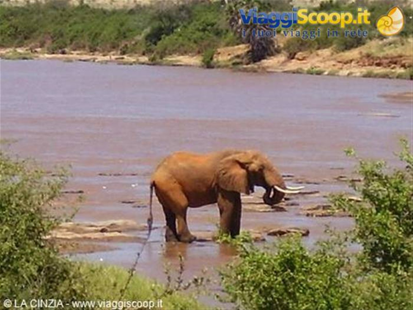Elefantino allo Tsavo East