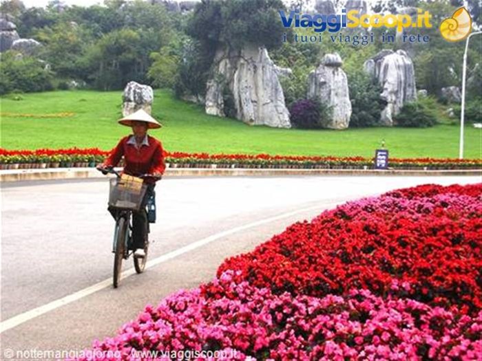 Kunming -foresta di pietra