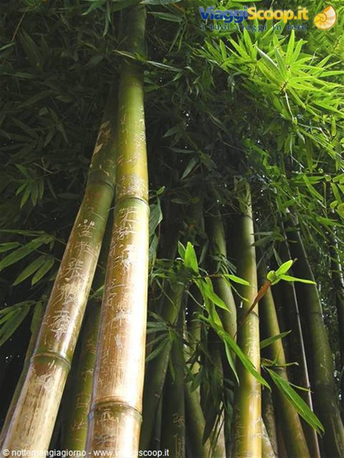 Kunming -foresta di pietra
