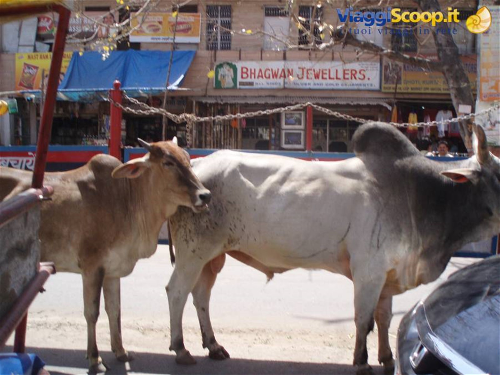 Foto di viaggio in INDIA