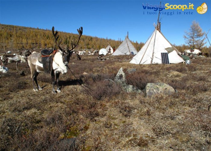 tsaatan