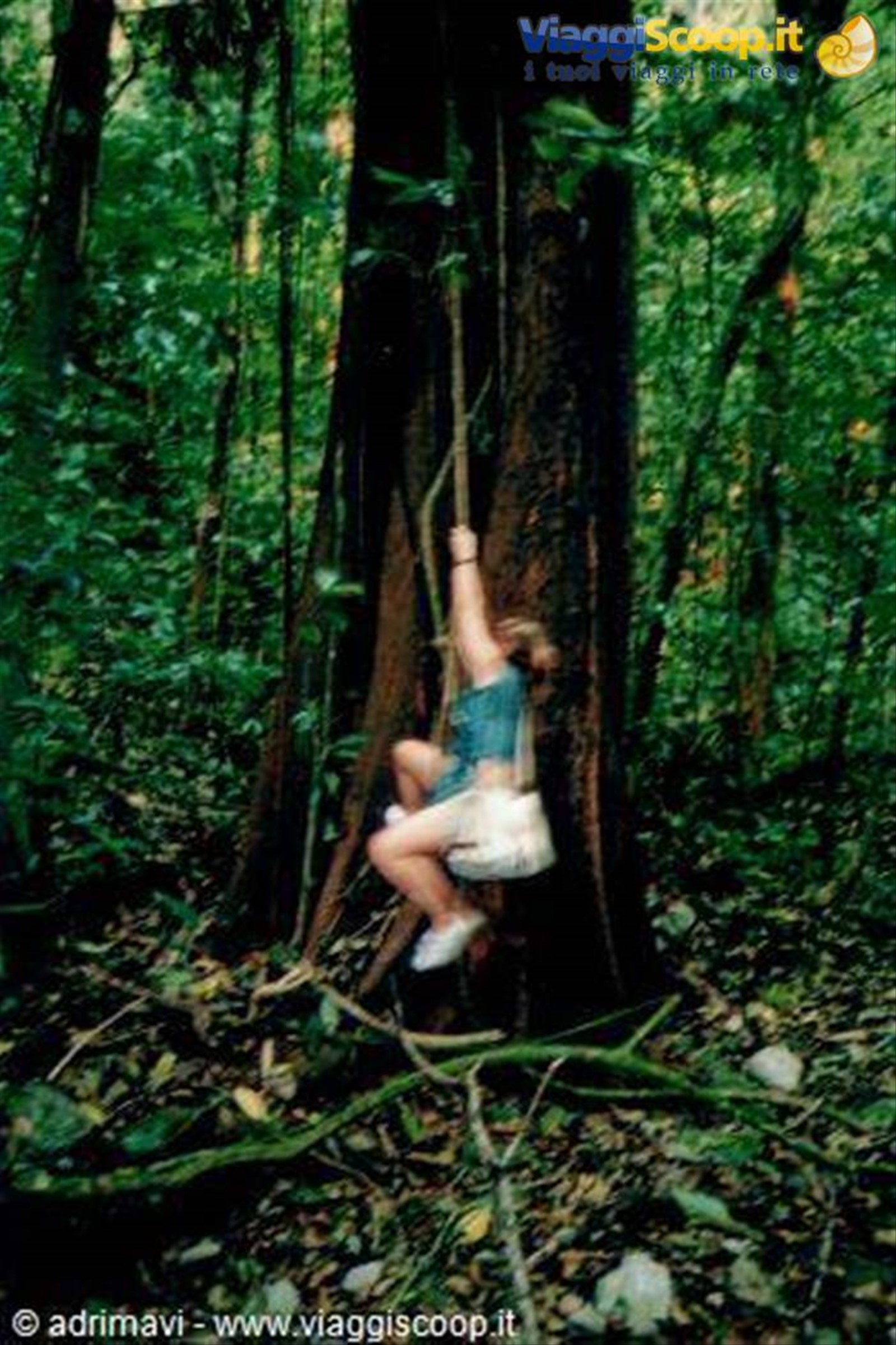 foresta pluviale - Palenque