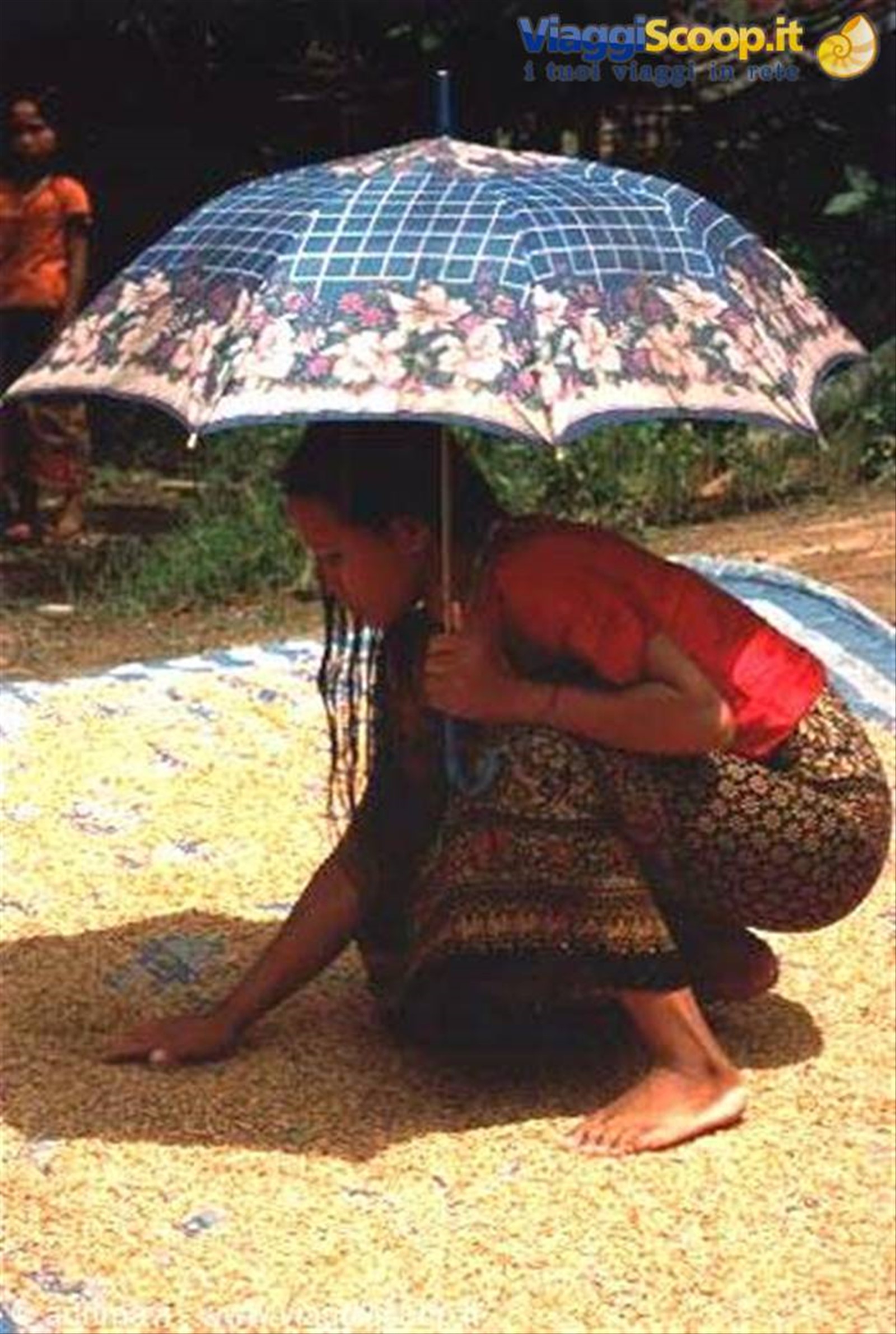 lavorazione del riso - Mekong