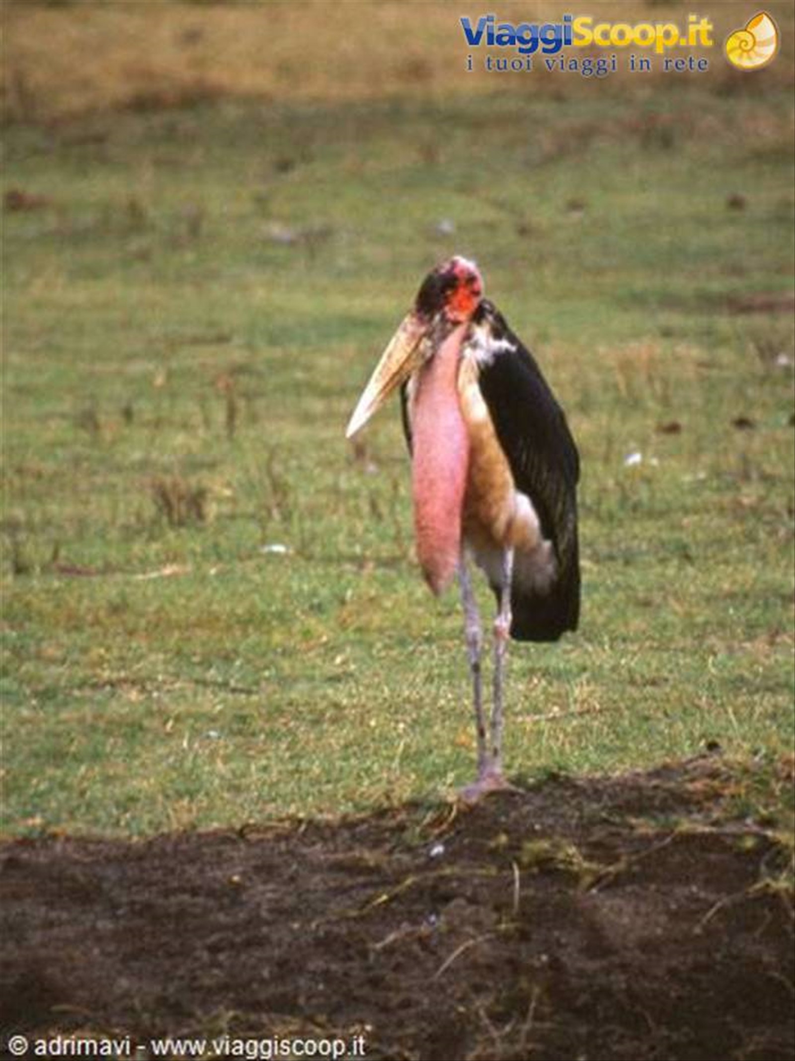 Nakuru National Park - malibù