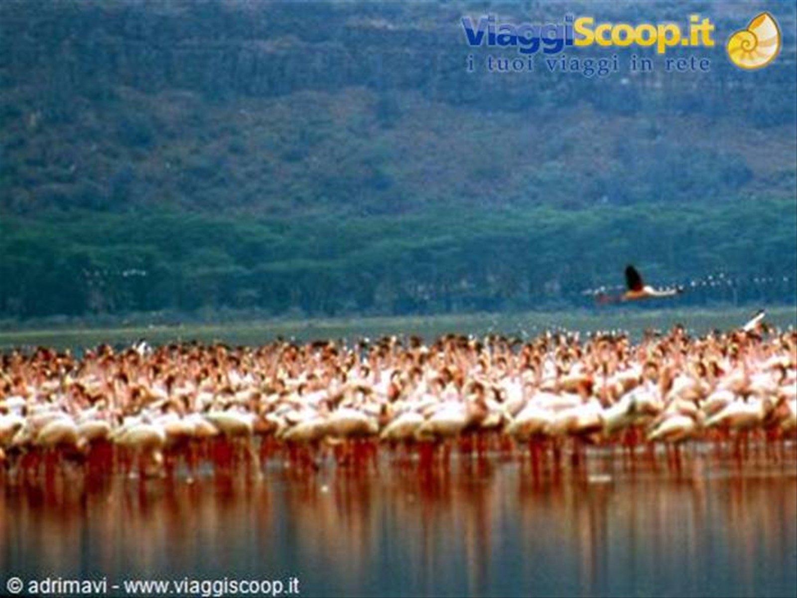 Nakuru National Park - fenicotteri