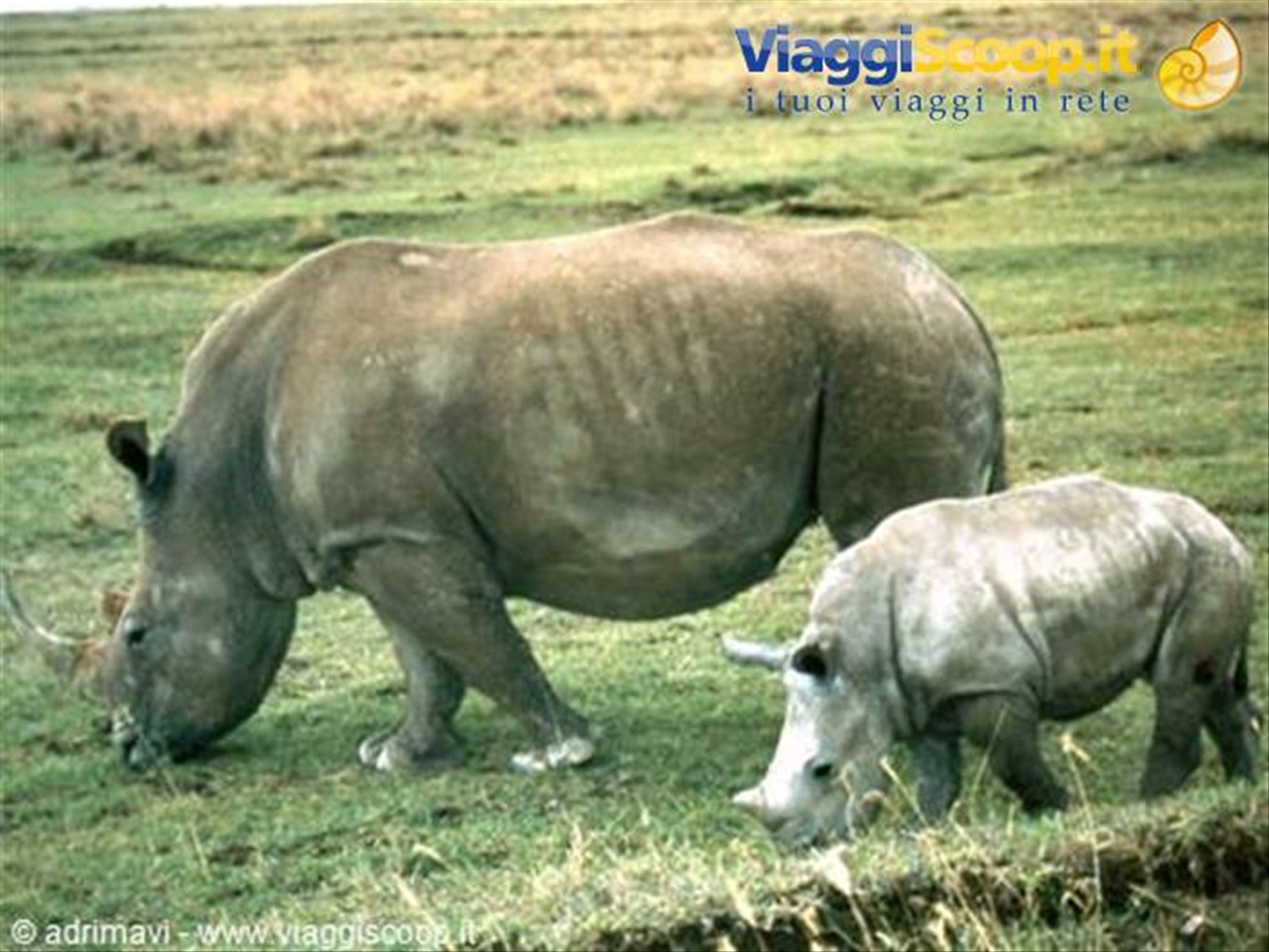 Nakuru National Park - rinoceronti